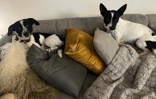 Enlarge Split, a Adoptable mixed breed in Brooklyn, NY image 3/6