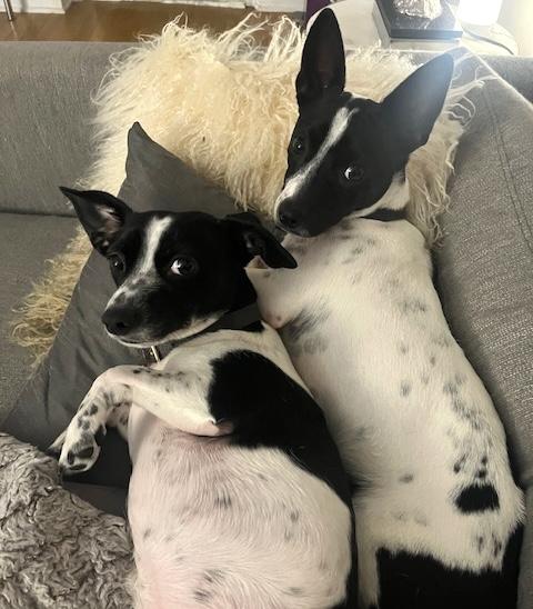 Enlarge Split, a Adoptable mixed breed in Brooklyn, NY image 4/6