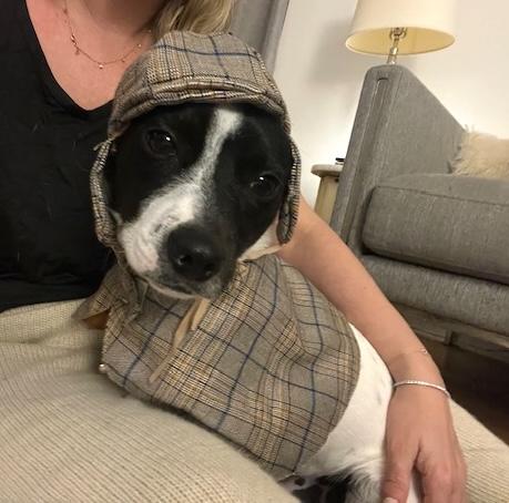 Enlarge Split, a Adoptable mixed breed in Brooklyn, NY image 5/6