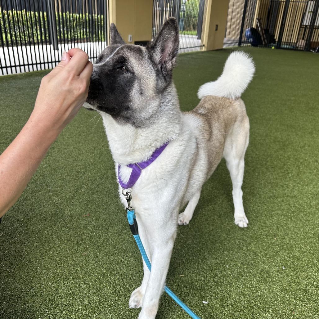 Takara, Adoptable, Adult Female Akita.