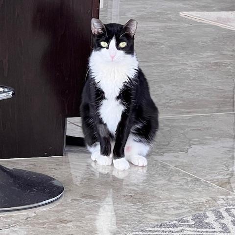 Dice, Adopted, Young Female Domestic Short Hair.