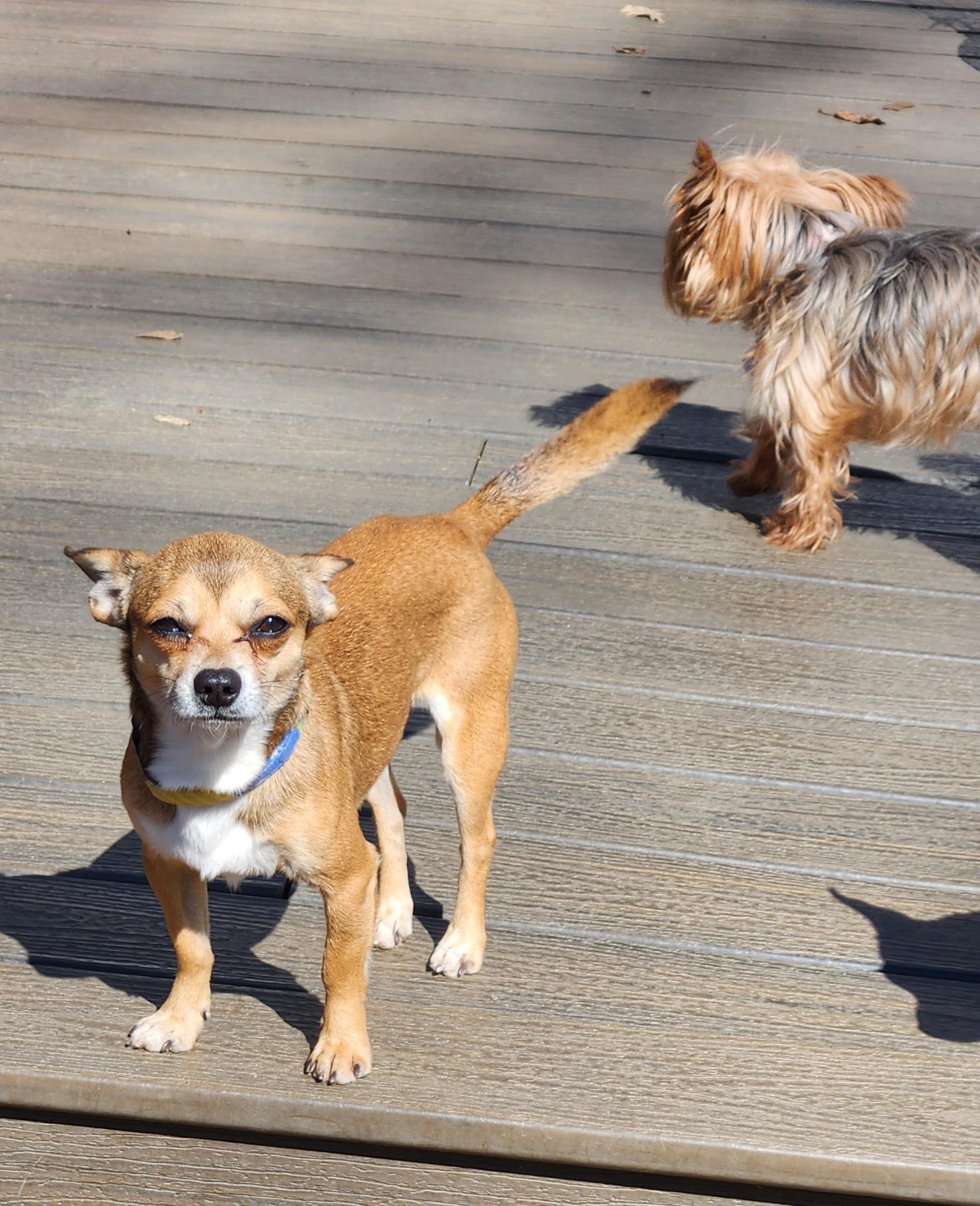 Javier 6.6 lbs, a ADOPTABLE Chihuahua in Pelzer, SC image 3/4