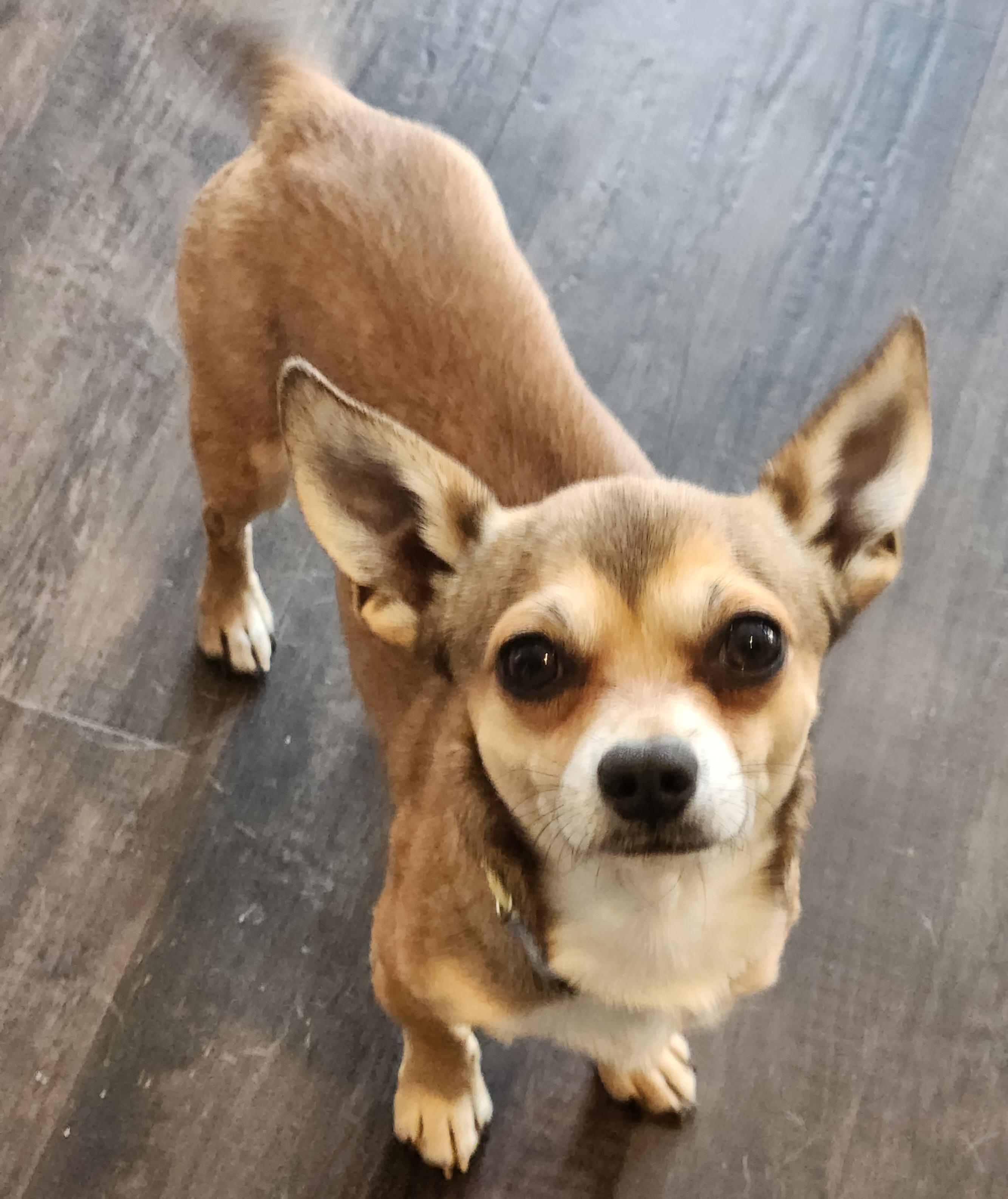 Javier 6.6 lbs, ADOPTABLE, Young Male Chihuahua.