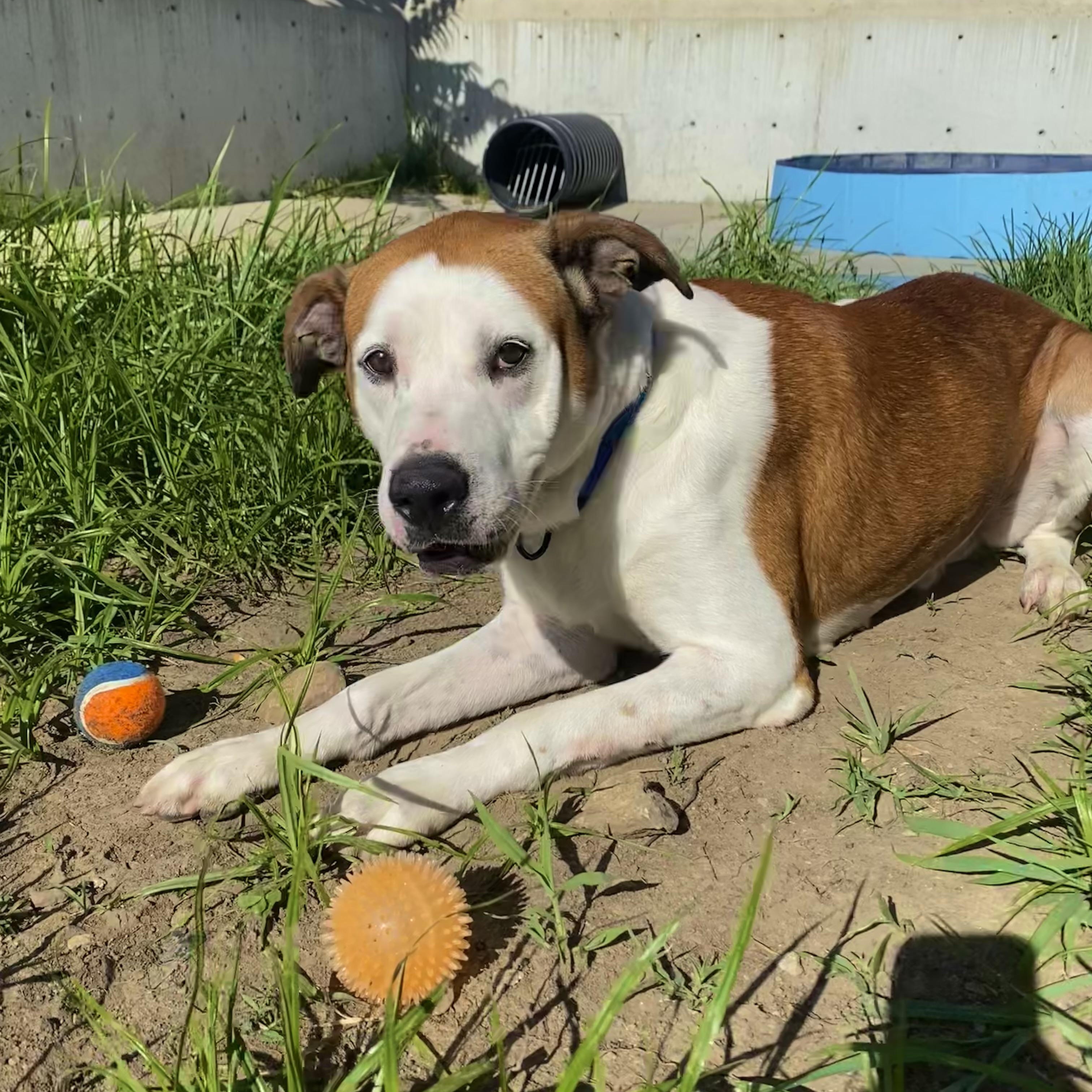 Enlarge Sully, a Adoptable Mixed Breed in Atchison, KS image 2/6