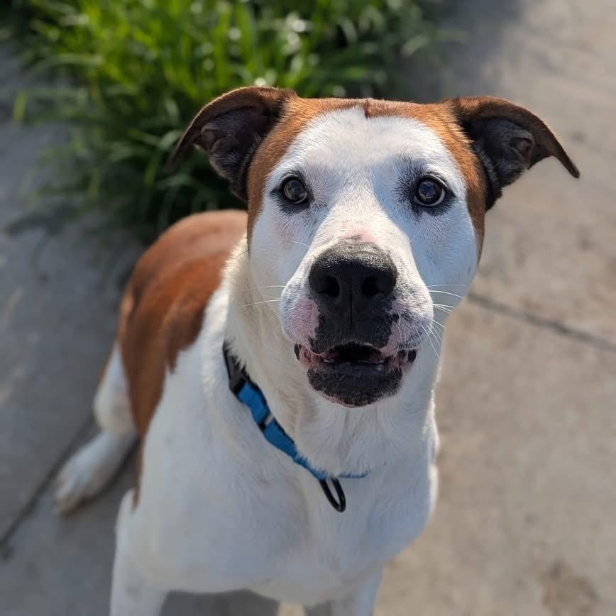Sully, Adoptable, Adult Male Mixed Breed.