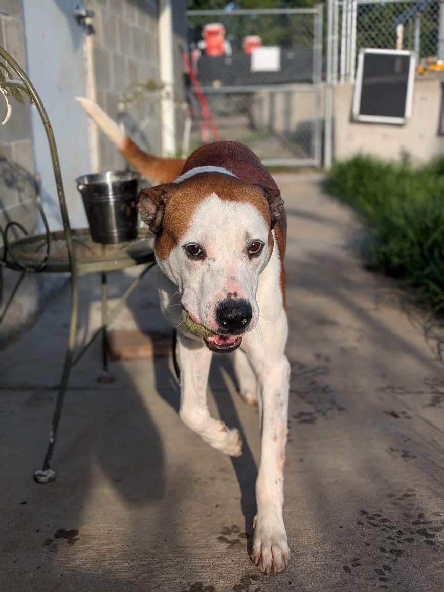 Enlarge Sully, a Adoptable Mixed Breed in Atchison, KS image 4/6