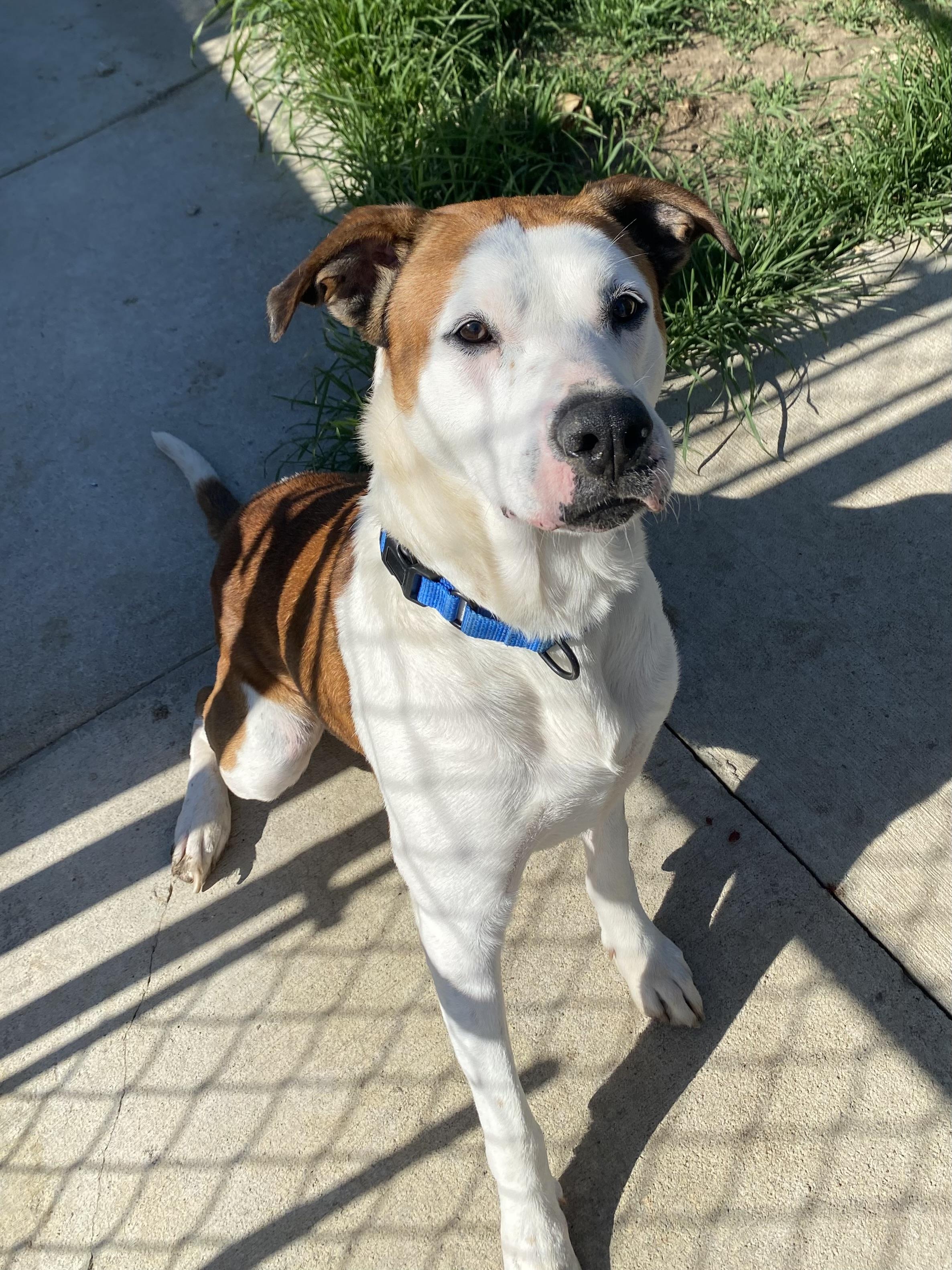 Enlarge Sully, a Adoptable Mixed Breed in Atchison, KS image 3/6