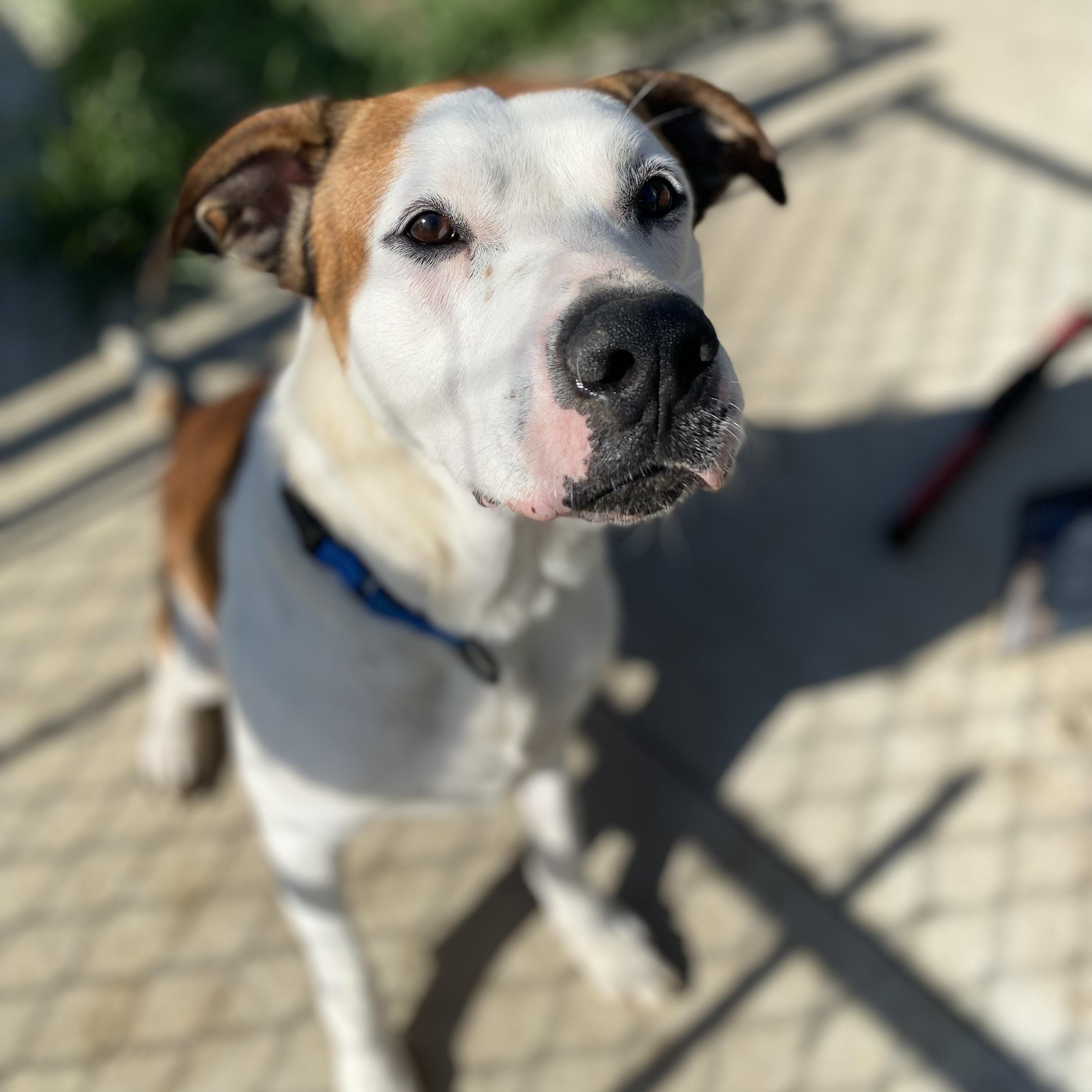 Enlarge Sully, a Adoptable Mixed Breed in Atchison, KS image 5/6