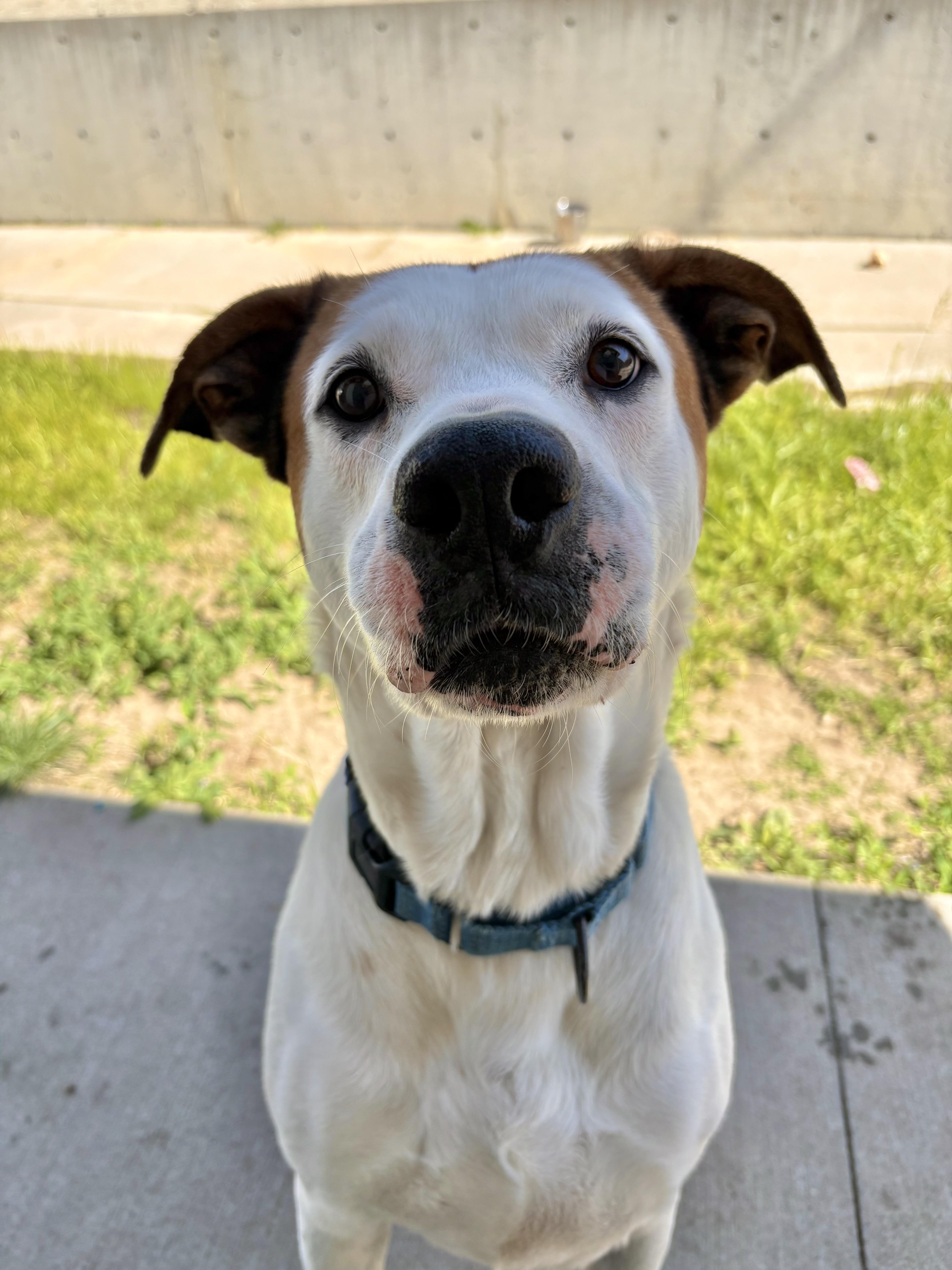 Enlarge Sully, an adoptable Mixed Breed in Atchison, KS image 5/6