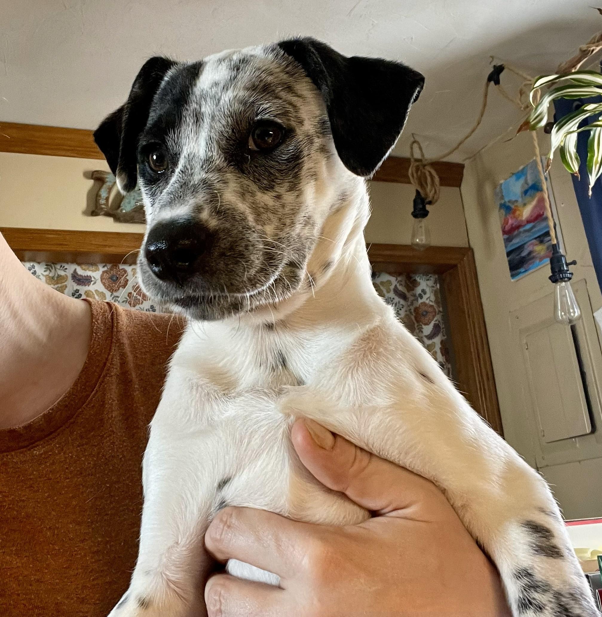 Enlarge Sparkler (I need a foster), a ADOPTABLE mixed breed in Ellicott City, MD image 2/2