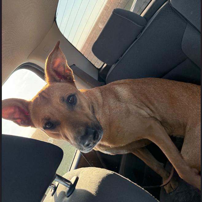 Roxy, Adoptable, Adult Female Mixed Breed.