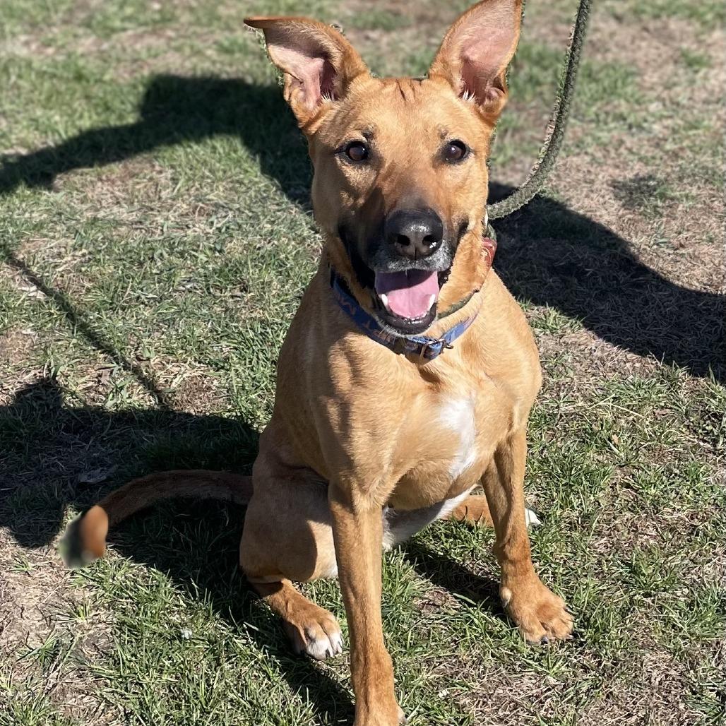 Enlarge Roxy, a Adoptable Mixed Breed in Tipton, IA image 2/4