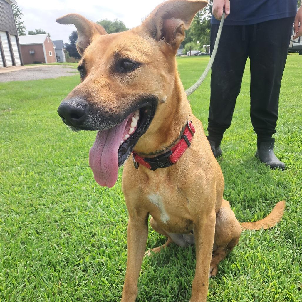 Enlarge Roxy, a Adoptable Mixed Breed in Tipton, IA image 2/3