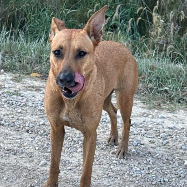Enlarge Roxy, a Adoptable Mixed Breed in Tipton, IA image 2/3