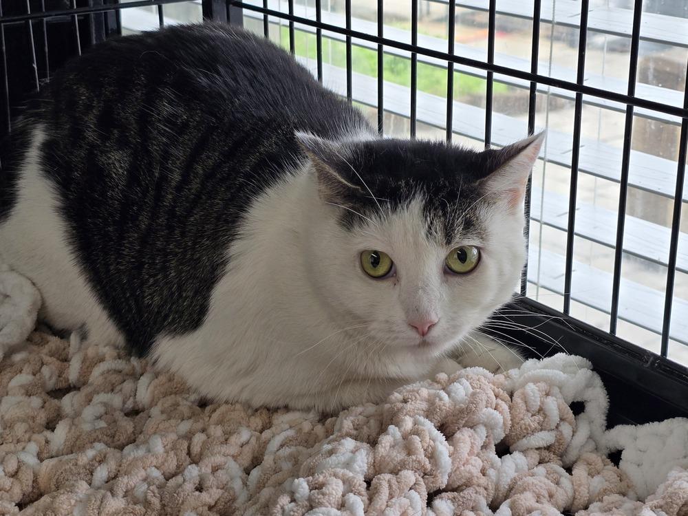W2 Tiny, a Adoptable mixed breed in Southbury, CT image 1/6