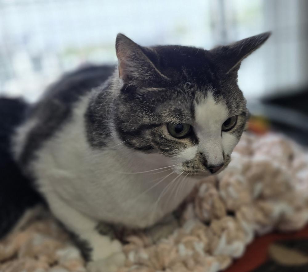 W2 Tiny, a Adoptable mixed breed in Southbury, CT image 2/6