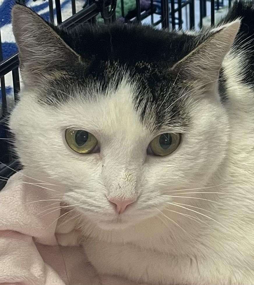 W2 Tiny, a Adoptable mixed breed in Southbury, CT image 3/6