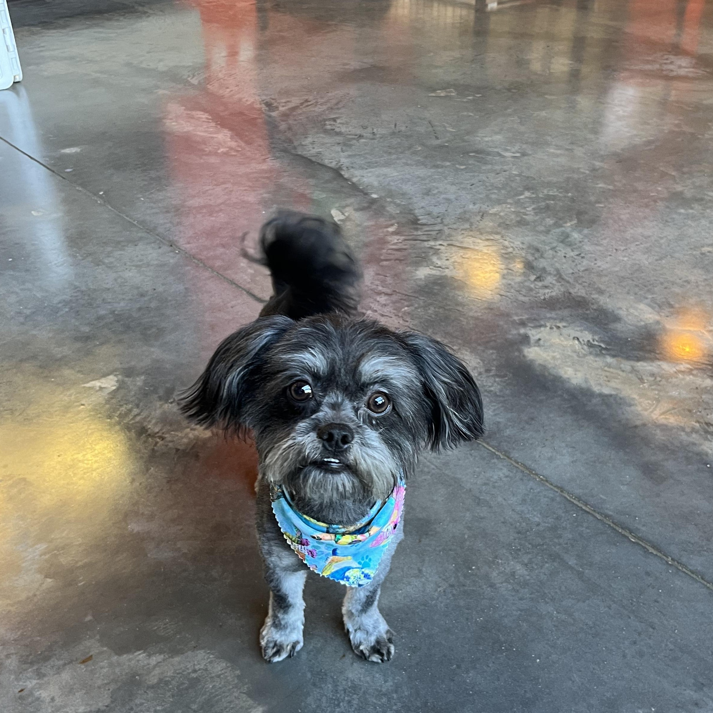 Enlarge Ryder, an adopted mixed breed in Salisbury, NC image 2/5