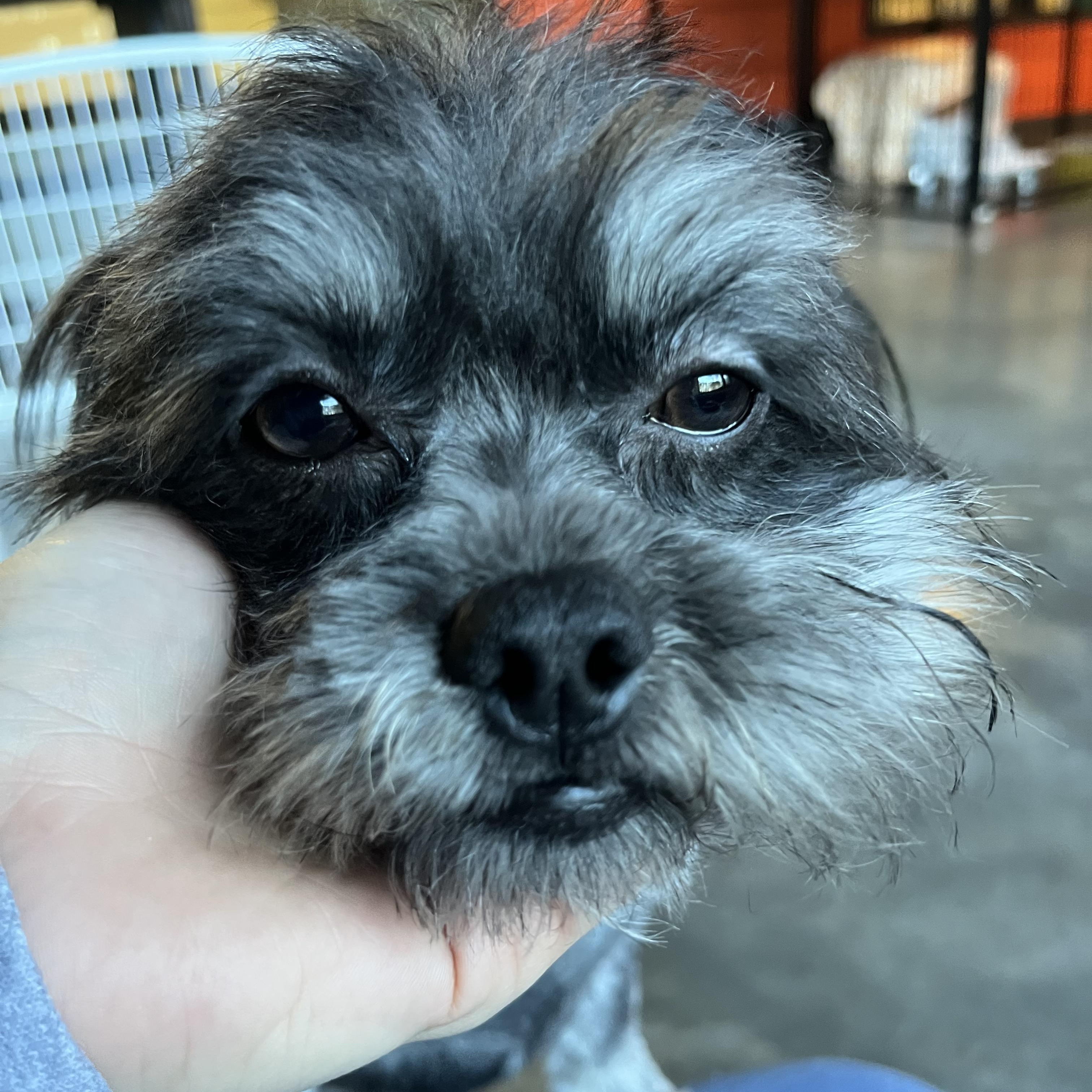 Enlarge Ryder, an adopted mixed breed in Salisbury, NC image 4/5