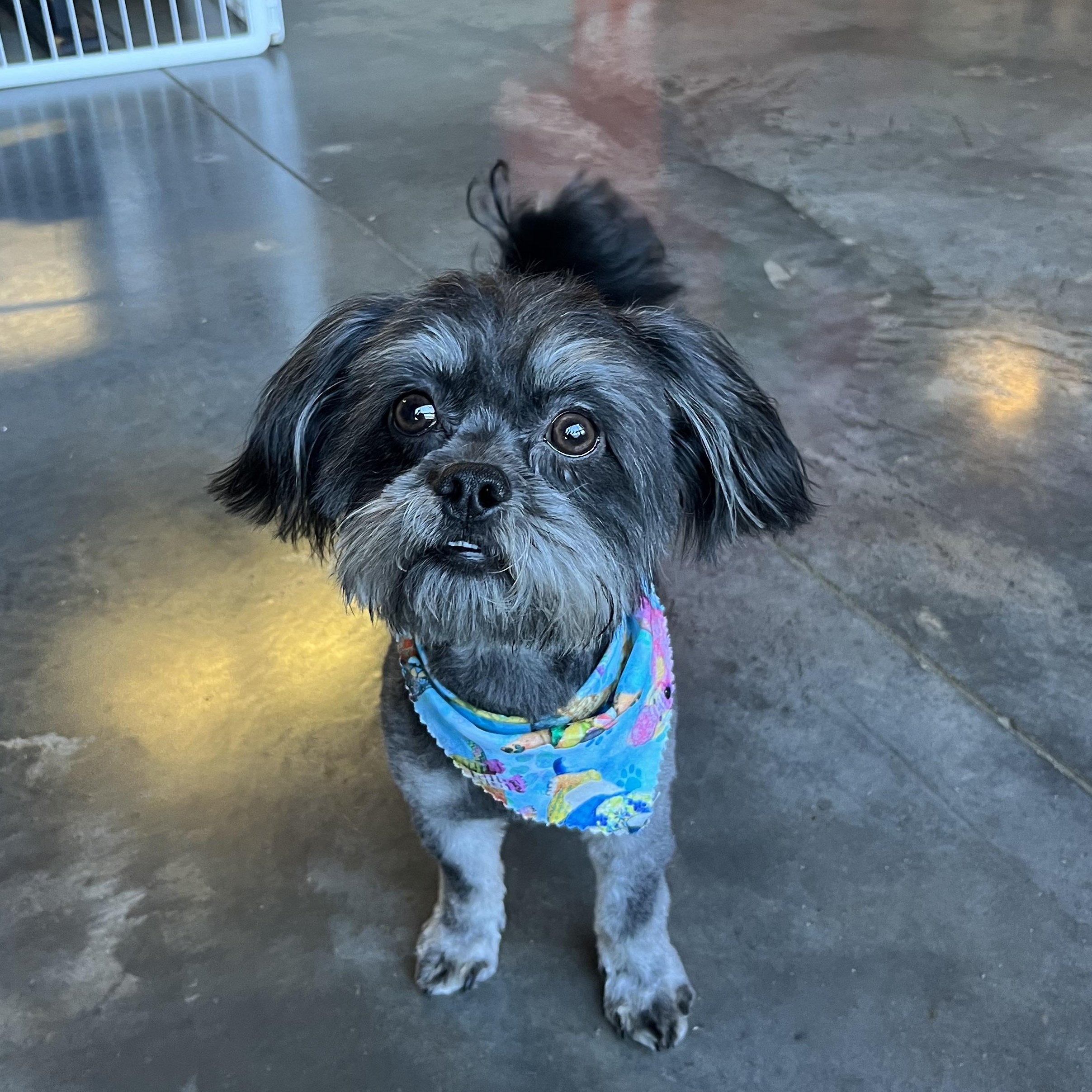 Enlarge Ryder, an adopted mixed breed in Salisbury, NC image 1/5