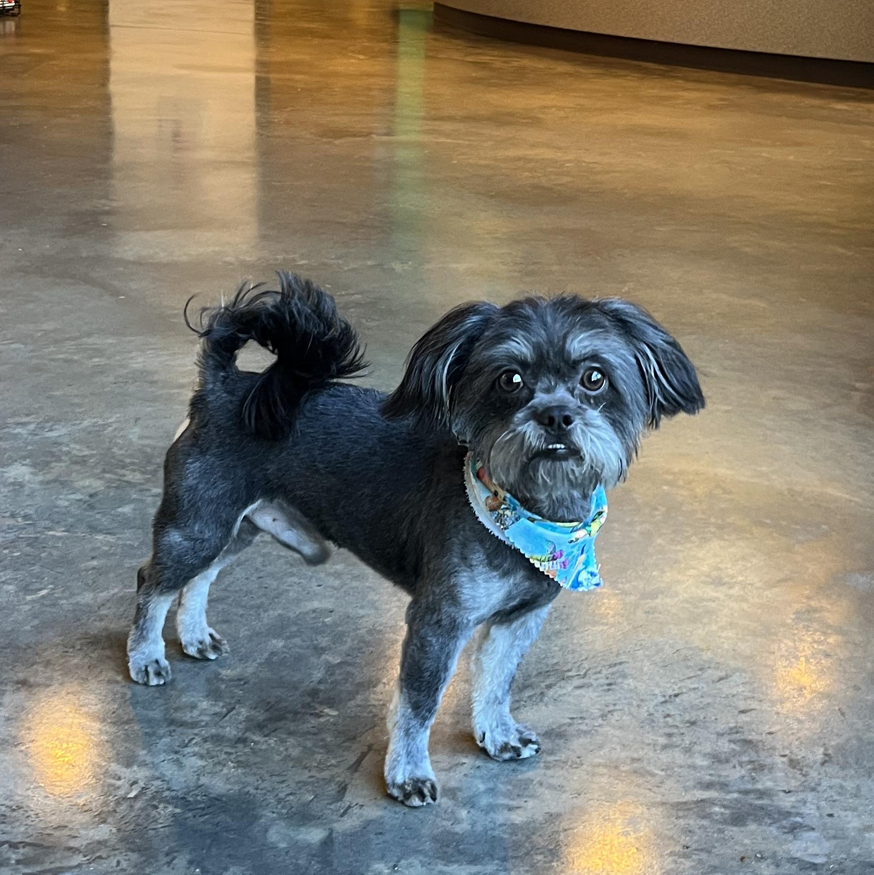 Enlarge Ryder, an adopted mixed breed in Salisbury, NC image 3/5