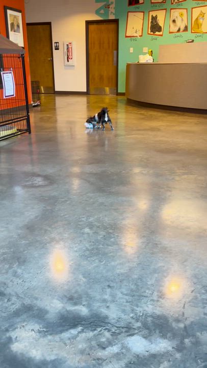 Enlarge Ryder, an adopted mixed breed in Salisbury, NC video 5/5