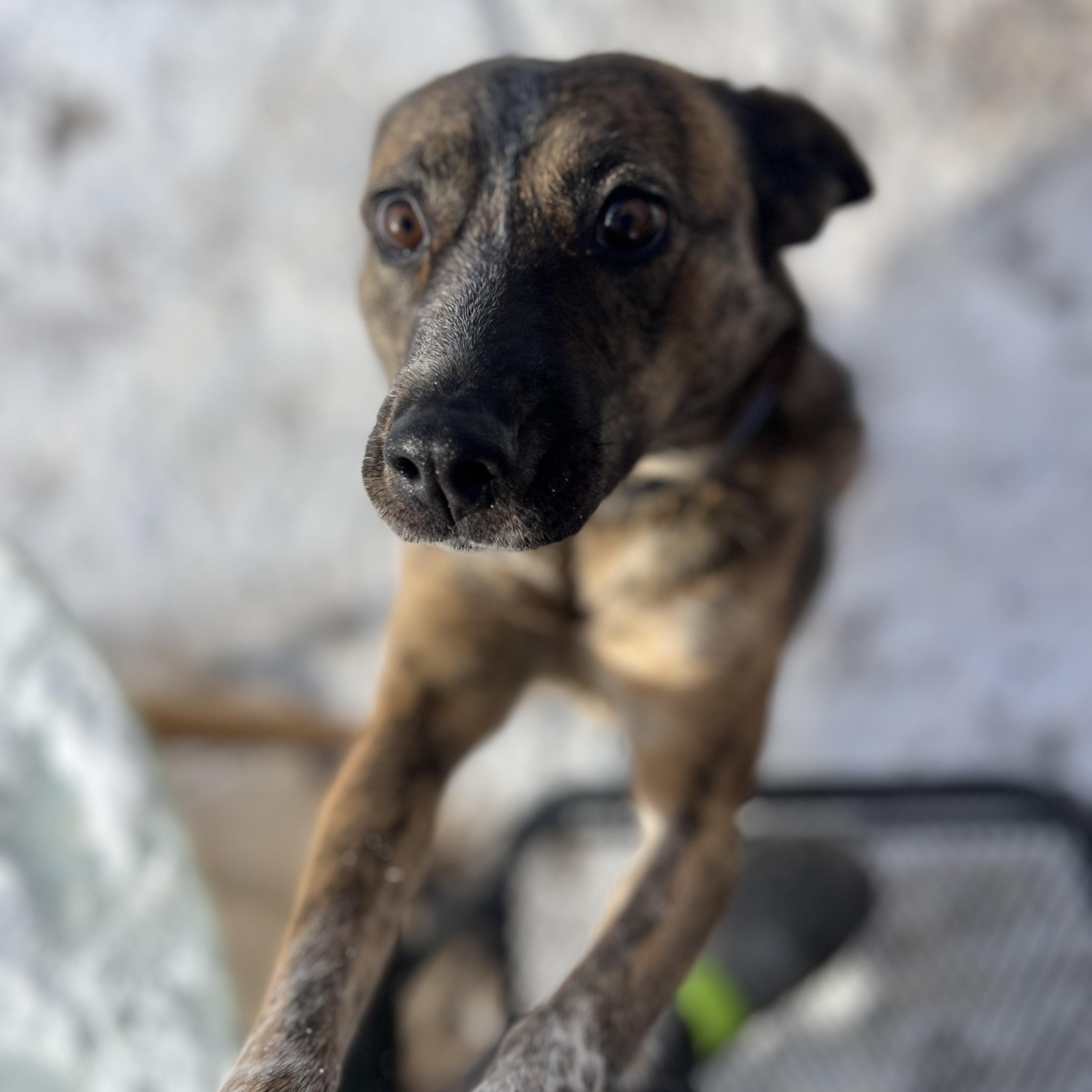 Praline, Adoptable, Adult Female Australian Cattle Dog / Blue Heeler & Chihuahua.