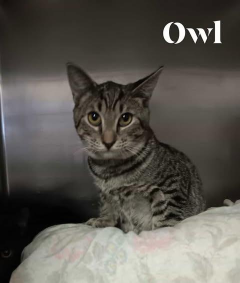 Enlarge Owl, a Adoptable mixed breed in Pahrump, NV image 1/1