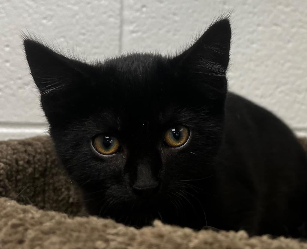 April, Adoptable, Kitten Female Domestic Short Hair.