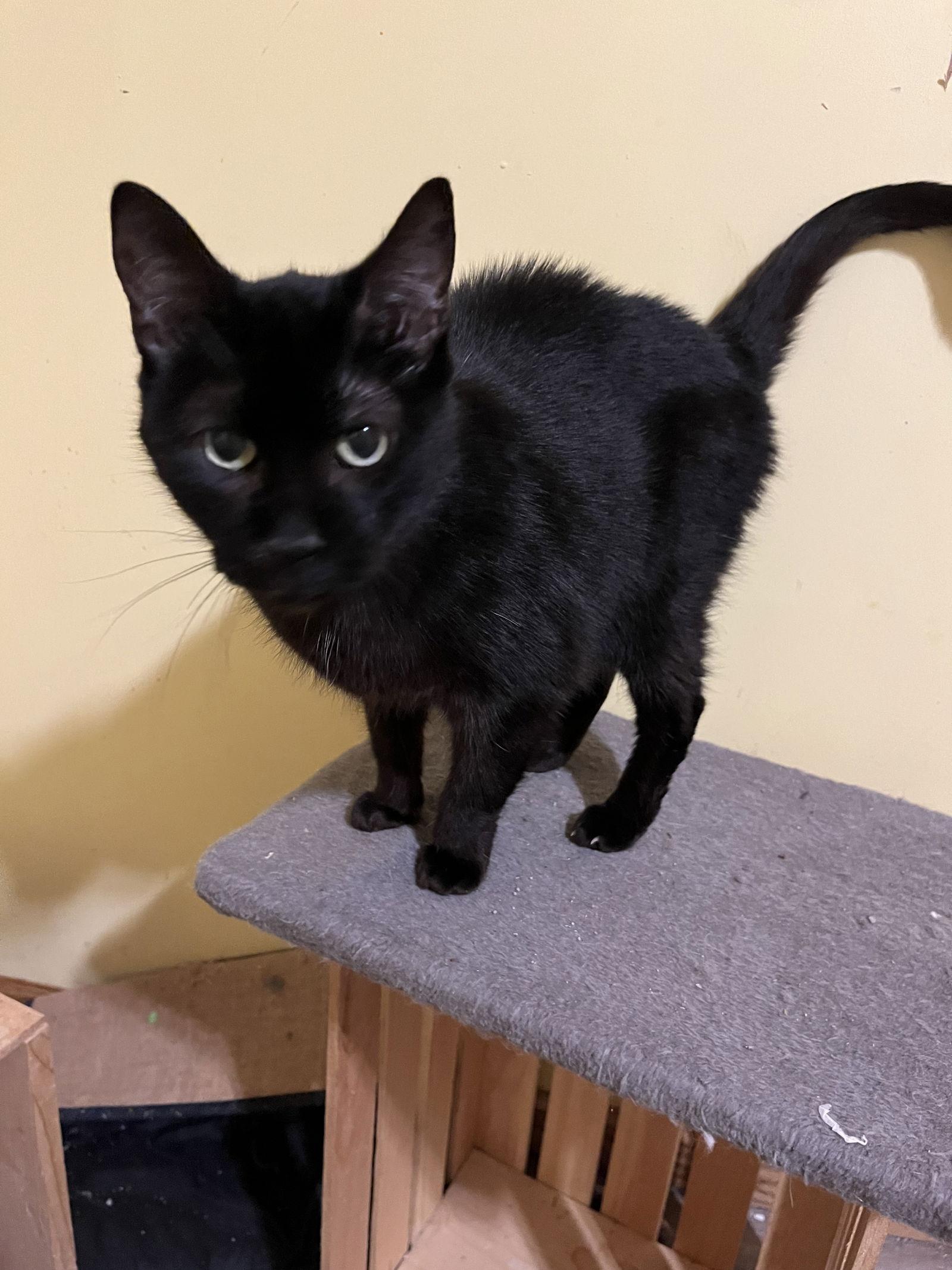 Bow, Adoptable, Adult Female Domestic Short Hair.