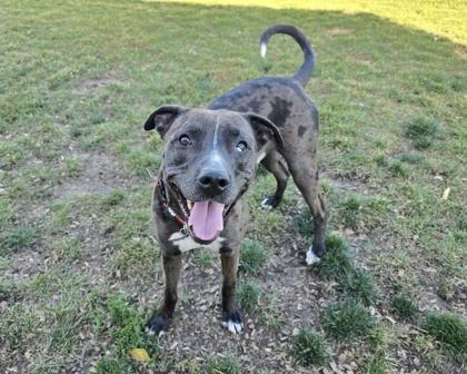 Tony, Adoptable, Adult Male Catahoula Leopard Dog & Mixed Breed.