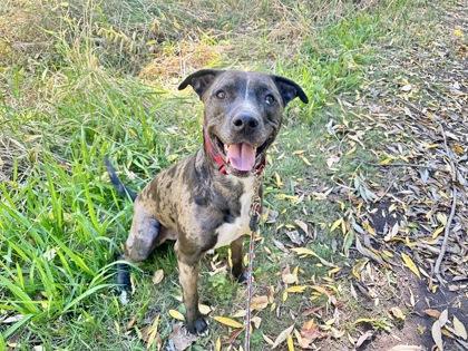 Enlarge Tony, a Adoptable mixed breed in Boulder, CO image 2/3