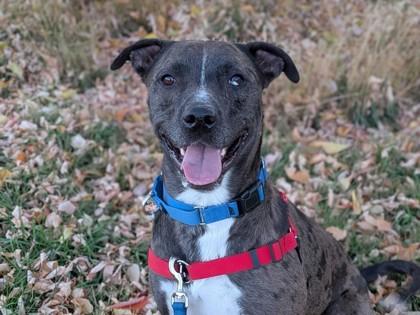 Enlarge Tony, a Adoptable mixed breed in Boulder, CO image 3/3