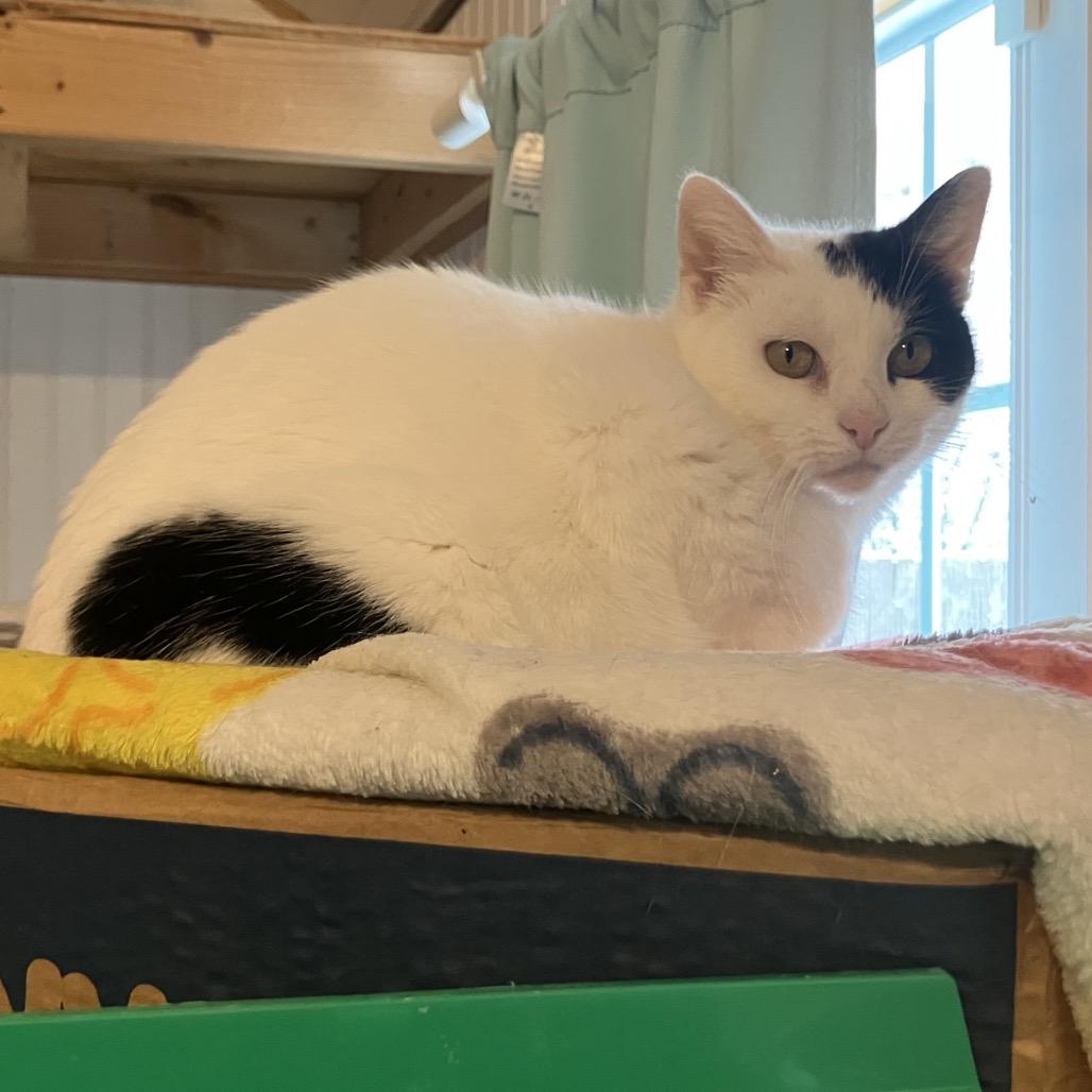 Whitney, Adoptable, Young Female Domestic Short Hair.