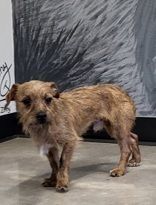 Piston, an adoptable Mixed Breed in Wichita Falls, TX_image-1