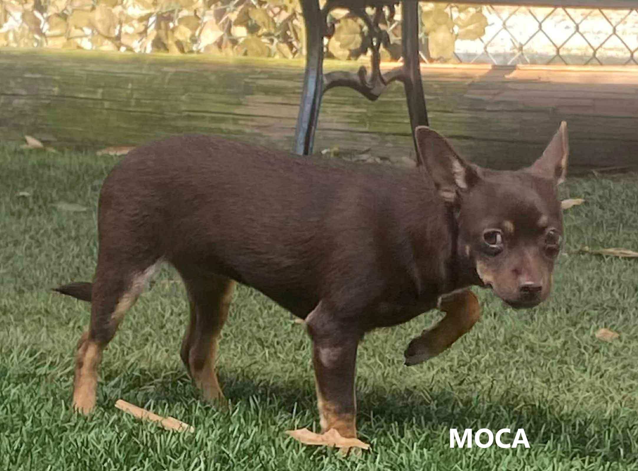 Mocha, an adopted mixed breed in Washington, GA image 2/2