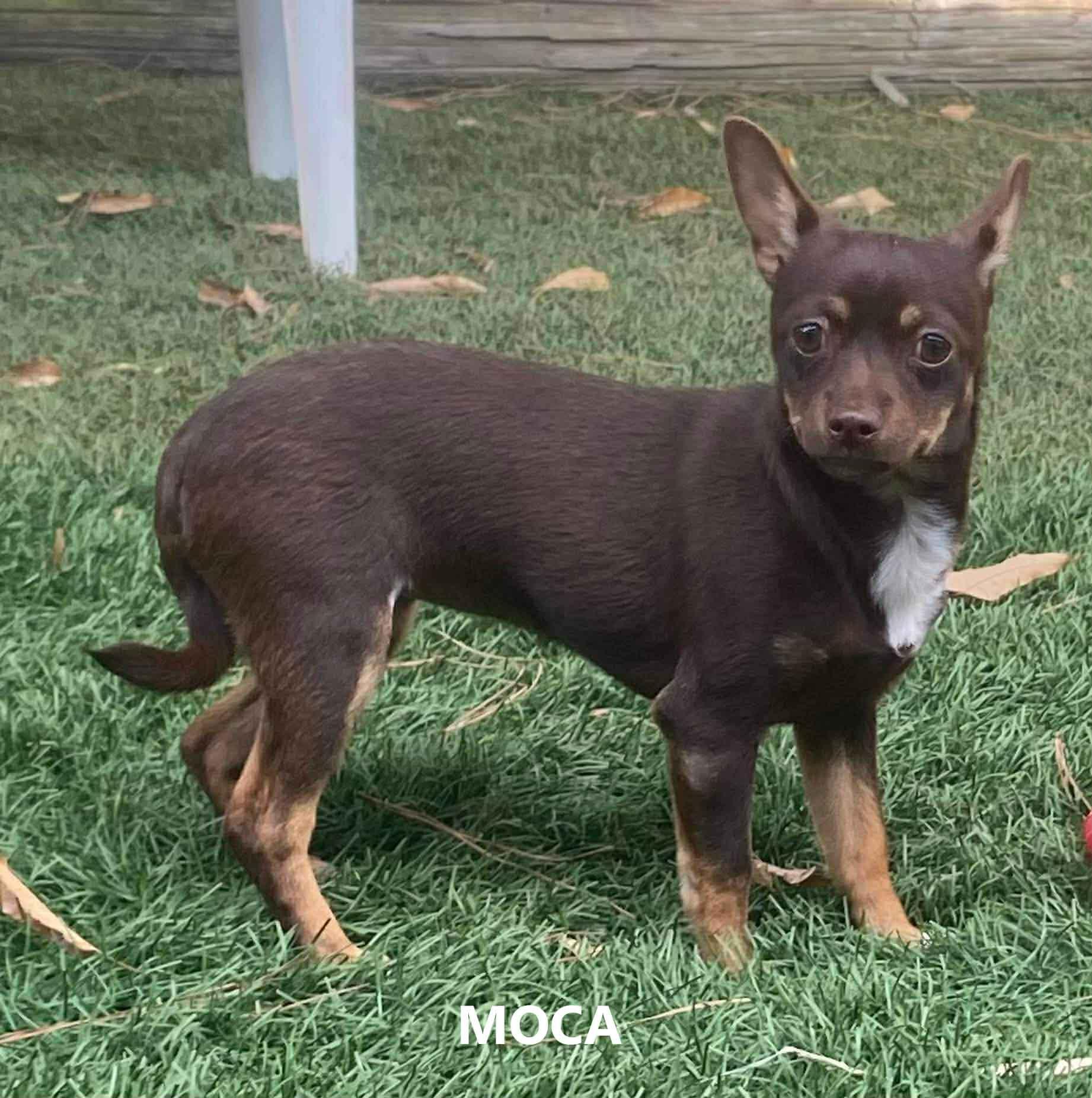 Mocha, adopted, Young Female Chihuahua & Dachshund.