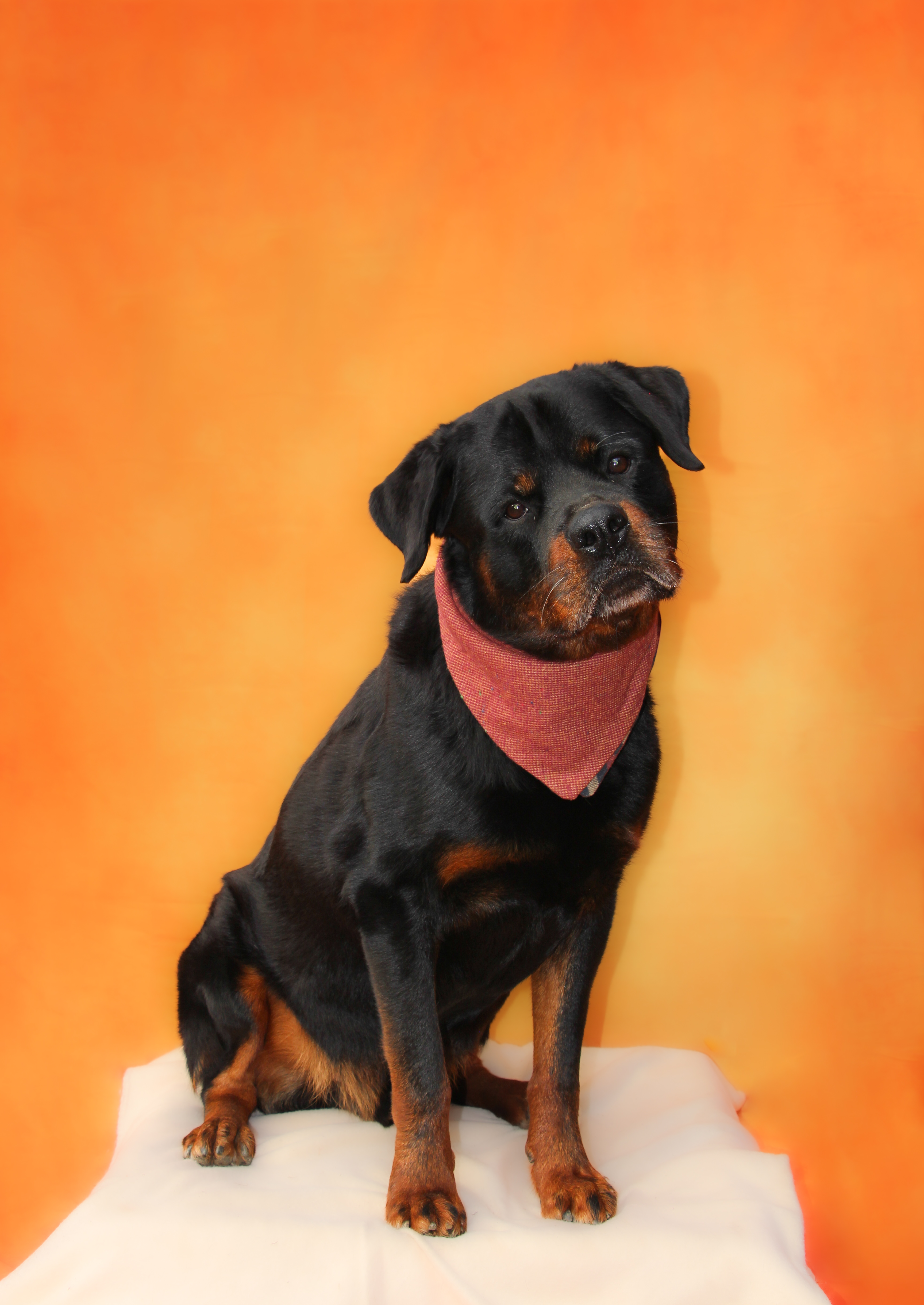 Enlarge Joe, a Adoptable Rottweiler in Hampton Bays, NY image 3/4