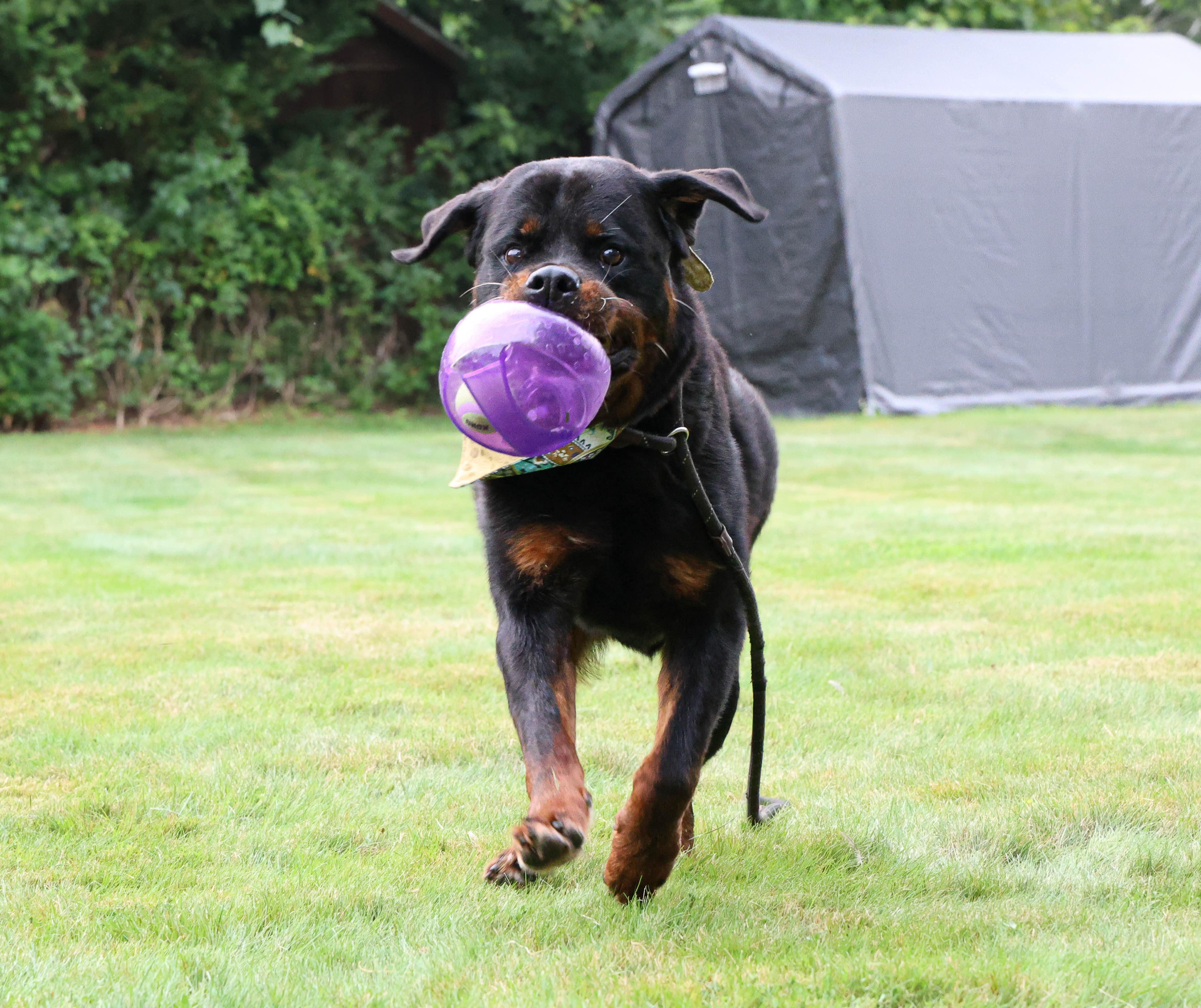 Enlarge Joe, a Adoptable Rottweiler in Hampton Bays, NY image 4/4