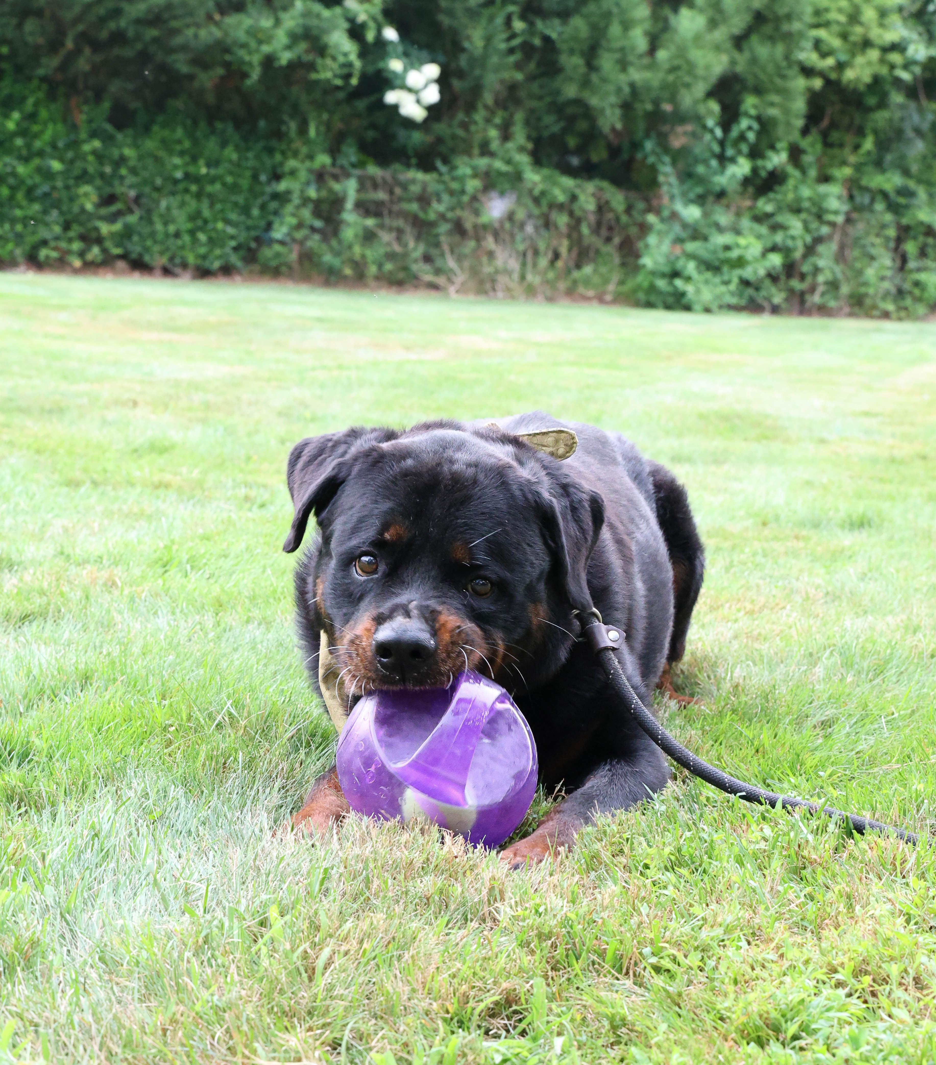 Enlarge Joe, a Adoptable Rottweiler in Hampton Bays, NY image 2/4