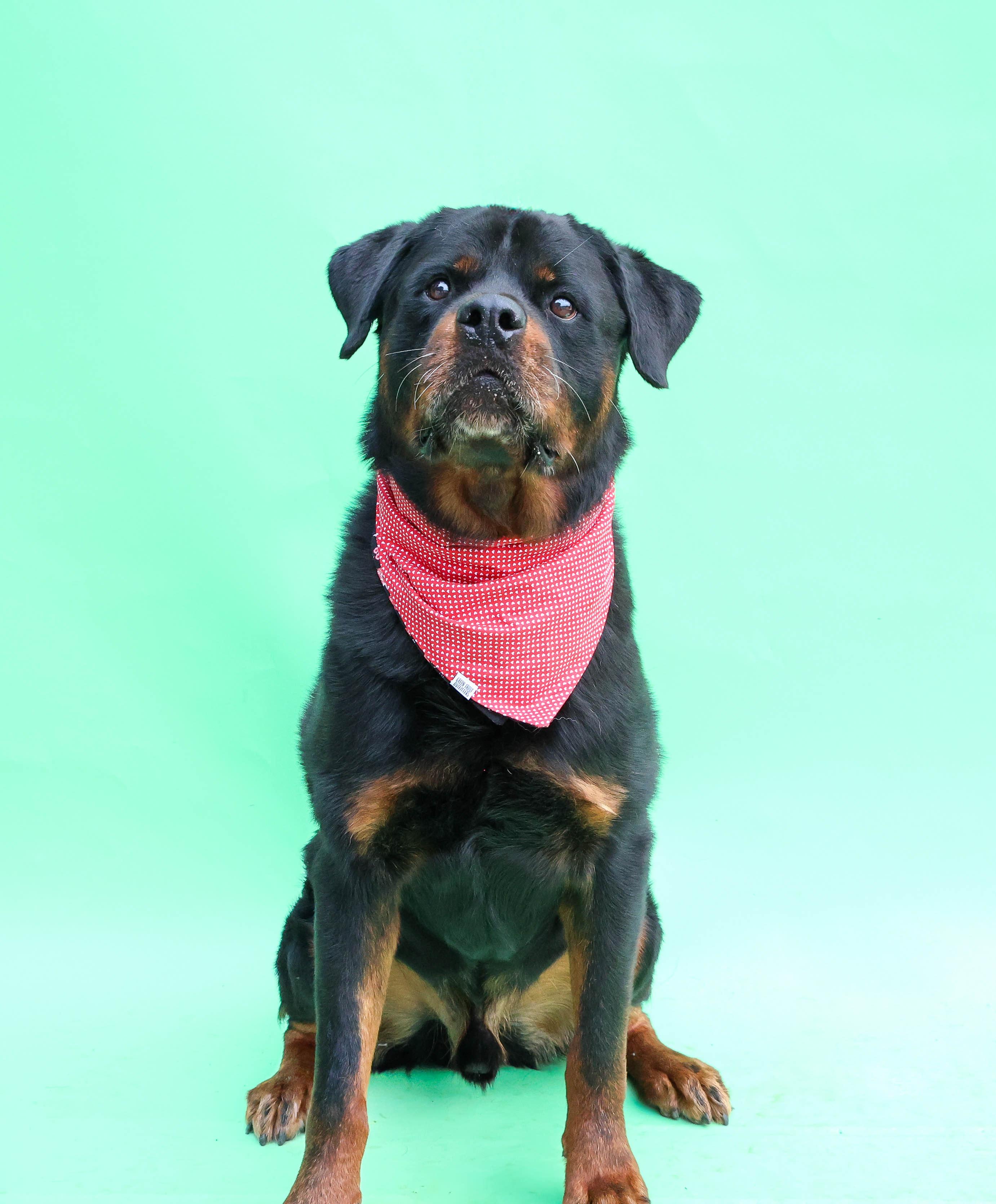 Enlarge Joe, a Adoptable Rottweiler in Hampton Bays, NY image 1/4