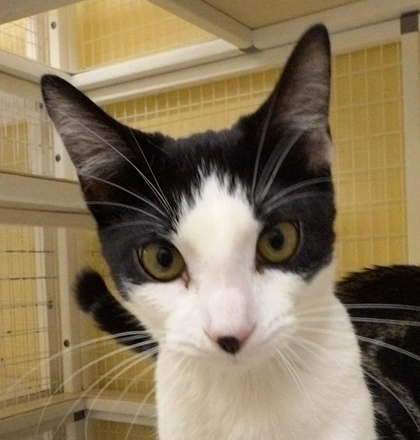 Penguin, ADOPTABLE, Young Female Domestic Short Hair.