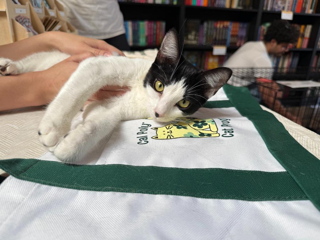 Enlarge Penguin, a ADOPTABLE Domestic Short Hair in San Luis Obispo, CA image 2/2