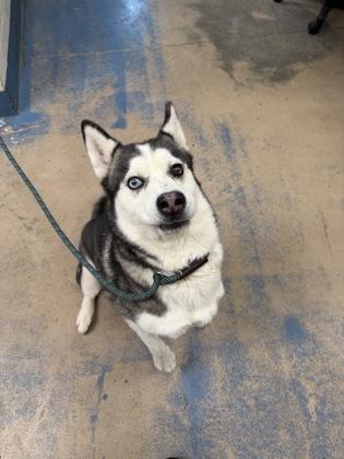 Luna, Adoptable, Adult Female Siberian Husky & Alaskan Malamute.