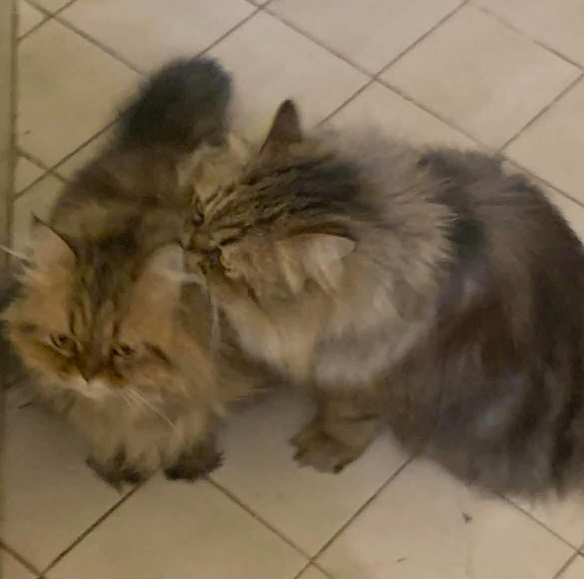 Enlarge Mama Greta & son Frankie , an adopted Persian in Woodmere, NY image 4/5