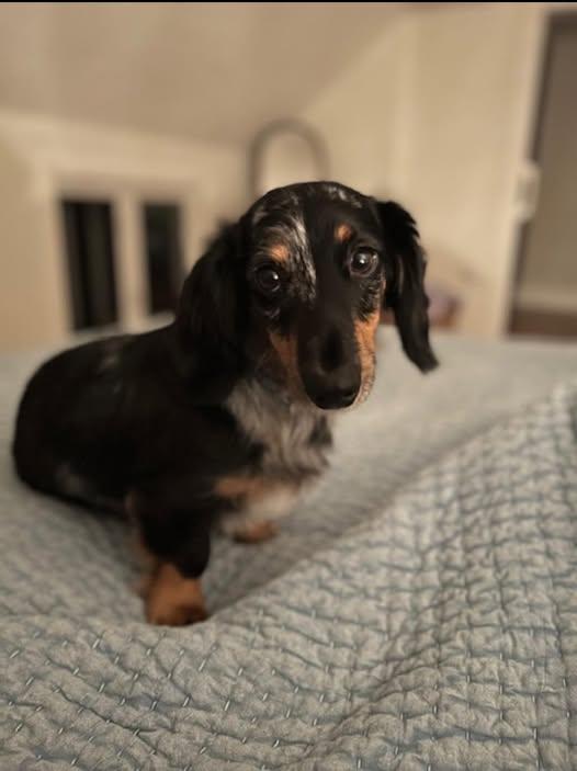 Duncan, adopted, Young Male Dachshund.