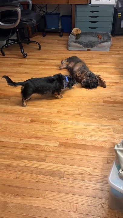 Enlarge Duncan, an adopted Dachshund in Foster, RI video 2/2