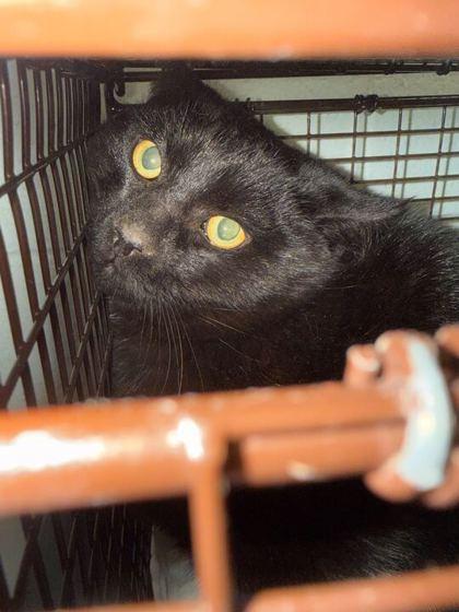 Enlarge Ninja, a Adoptable mixed breed in Knoxville, TN image 1/2