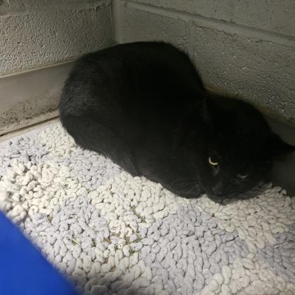 Enlarge Ninja, a Adoptable mixed breed in Knoxville, TN image 2/2