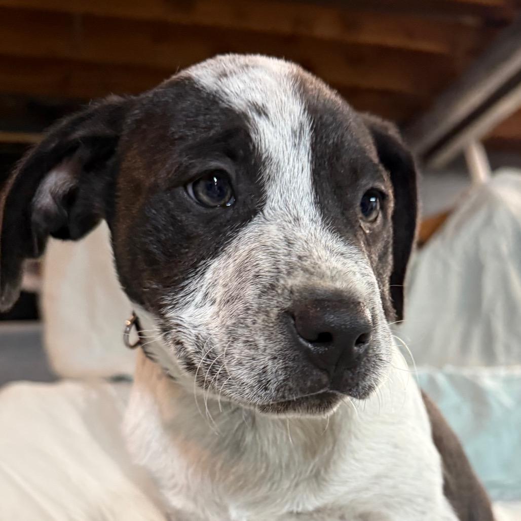 Conway $475, Adoptable, Puppy Male Pit Bull Terrier & Mixed Breed.